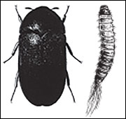 Carpet beetle adult and larva