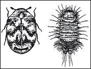 Varied carpet beetle adult and larva