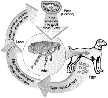 Fleas life cycle