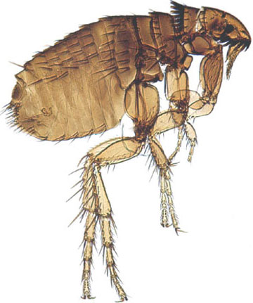 are cat fleas different than dog fleas