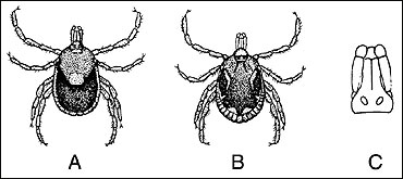 Lone star tick