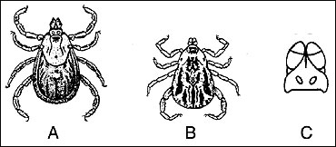 American dog tick.