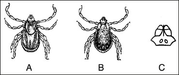 Brown dog tick