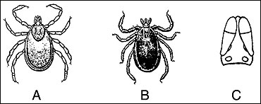 Blacklegged tick