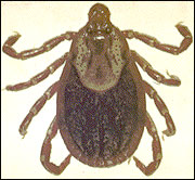 American dog tick