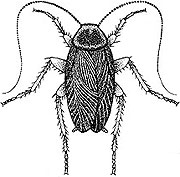 American cockroach