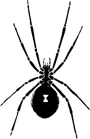 Black Widow and Recluses - Alabama Cooperative Extension System