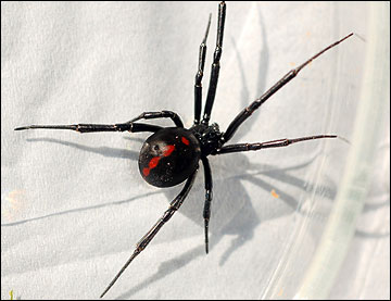 Black widow spiders: Facts about this infamous group of arachnids