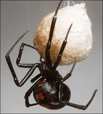 Western black widow spider - Agricultural Biology