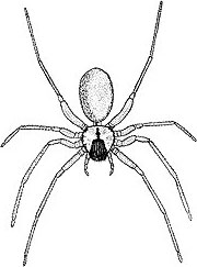 Brown recluse