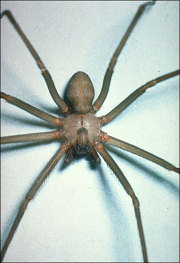 brown recluse web identification