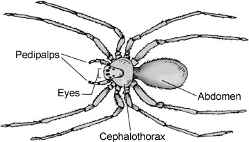 Characteristic form and structure of spiders