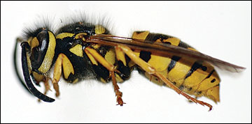 Yellowjacket wasp