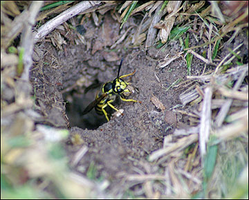 Yellowjacket nest entrance