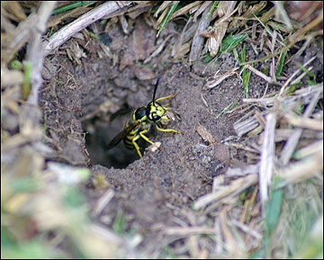 Bees and Wasps