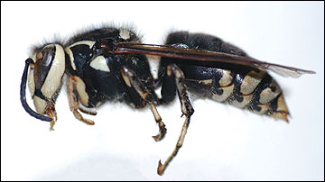 Baldfaced hornet