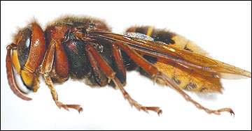 European hornet