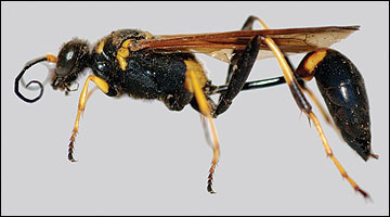 Mud dauber wasp