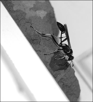 Mud dauber nest