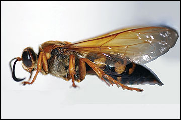 Cicada killer wasp