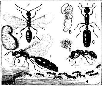 Life stages of the ant