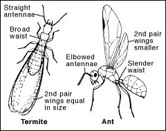 Comparison between ant and termite