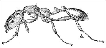 Pharaoh ant