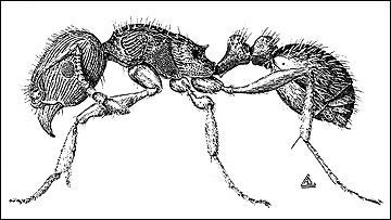 How to Get Rid of Allegheny Mound Ants: A Complete Guide