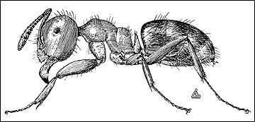 Ants | MU Extension