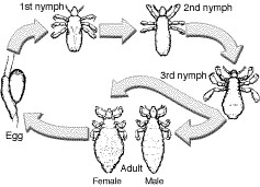 Lice life cycle