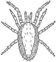 Chicken mite