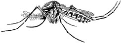 Adult yellowfever mosquito