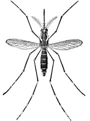 Adult yellowfever mosquito