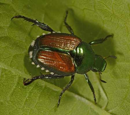 A Japanese beetle on a leaf.