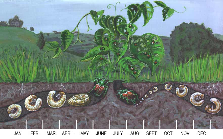 Illustration of the Japanese beetle life cycle.