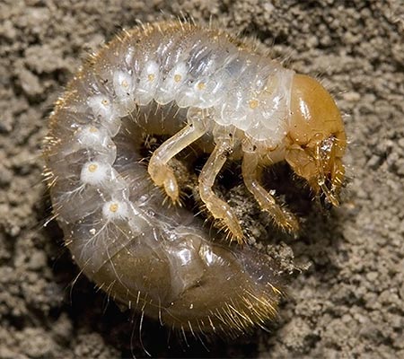 A Japanese beetle grub on the ground.