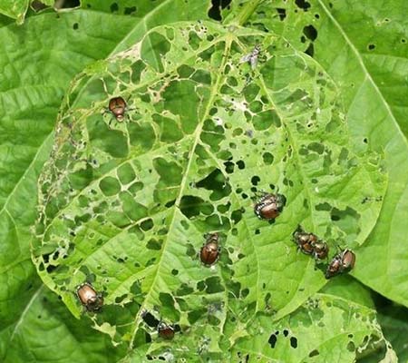 Skeletonized leaves covered with Japanese beetles.