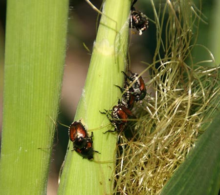 Japanese beetles feeding on corn tassels.