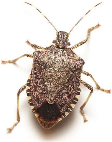 Marmorated stink bug brown Brown Marmorated