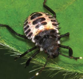 Brown marmorated stink bug second instar.