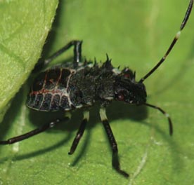 Brown marmorated stink bug third instar.