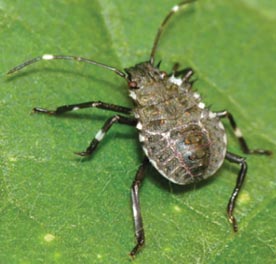 Brown marmorated stink bug fourth instar.