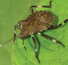 Brown marmorated stink bug fifth instar.