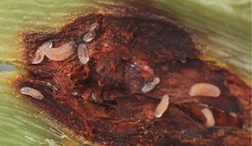 Soybean gall midge early instar larvae.