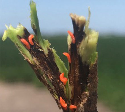 Soybean gall midge late instar larvae.