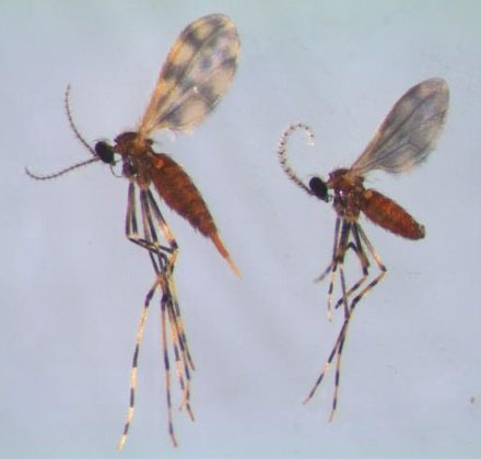Adult female and male soybean gall midge.
