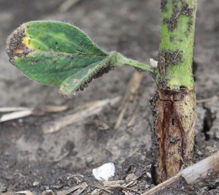Soybean stem showing signs of soybean gall midge infestation.