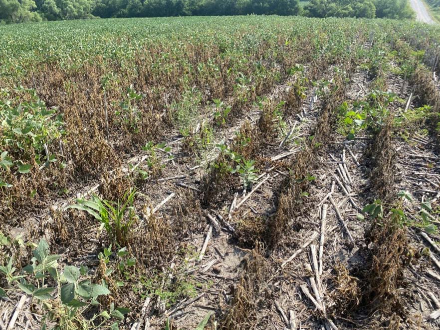 Soybean field with severe injury from soybean gall midge infestation.