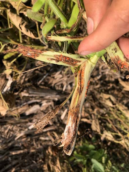 Soybean gall midges under the skin of a soybean stem.