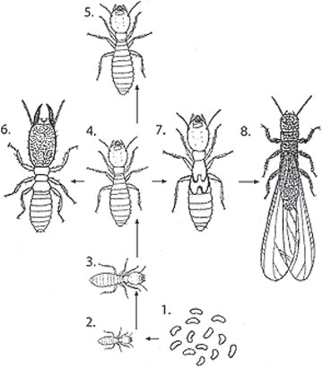Life history of subterranean termites